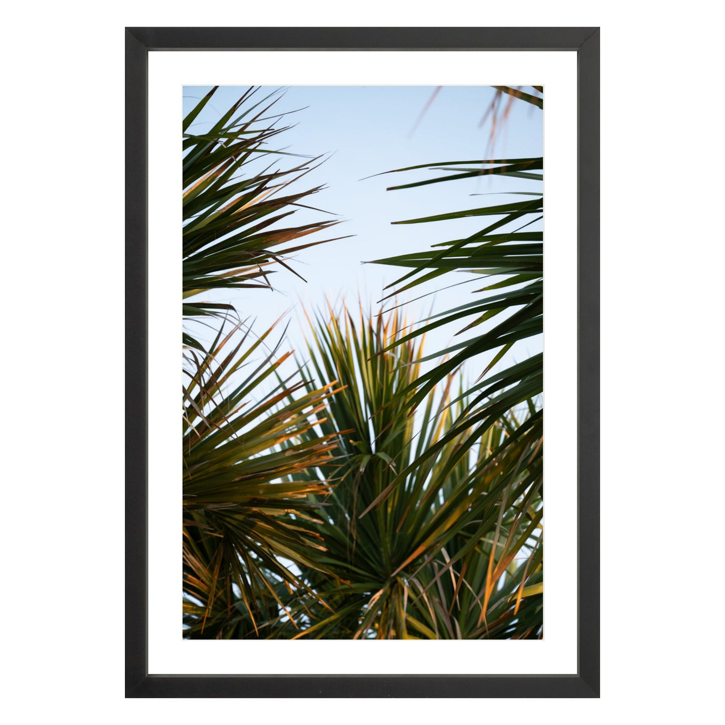 Photograph of beach palms in front of blue sky framed in black with white mat