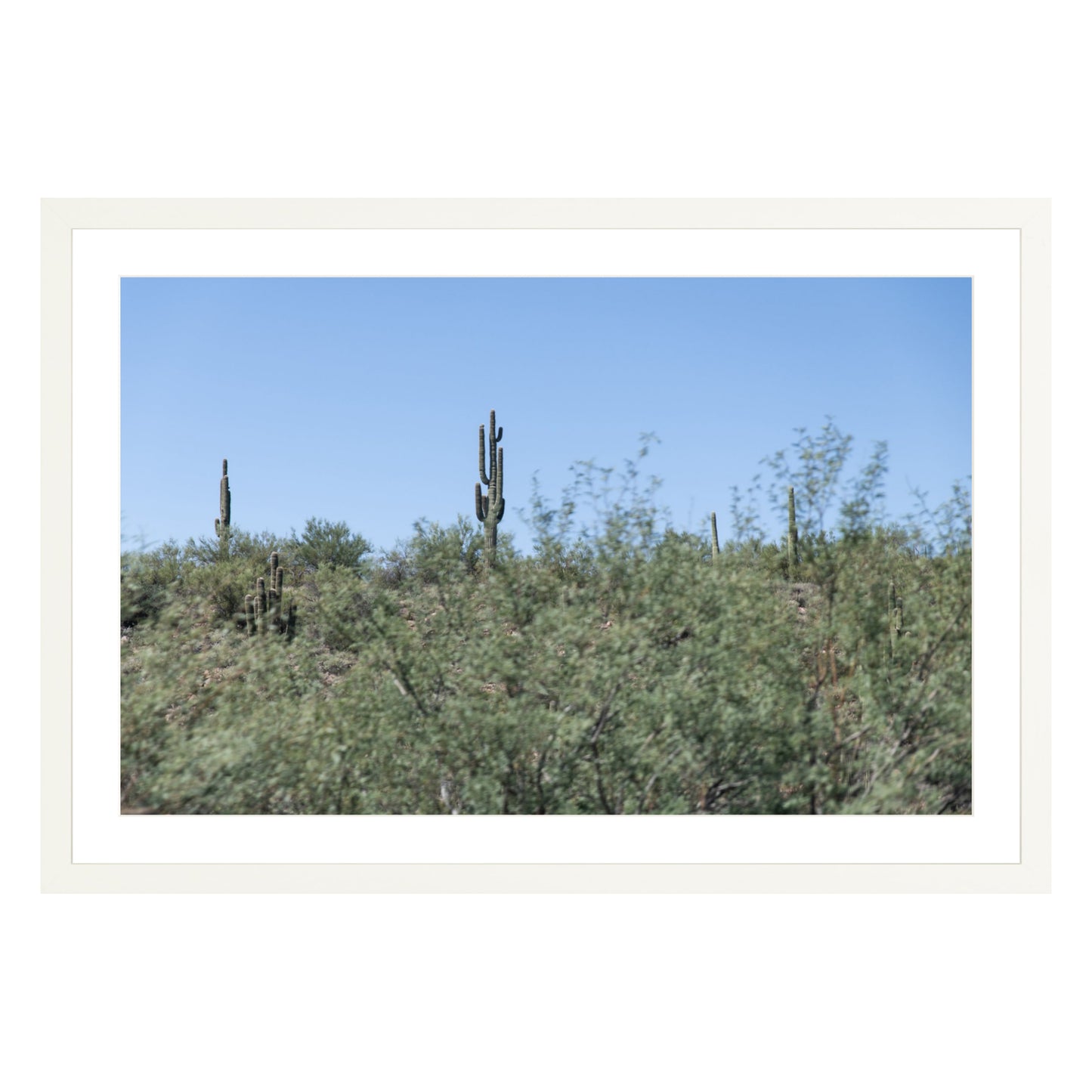 Photograph of field of cactus in Sedona, Arizona framed in white with white mat
