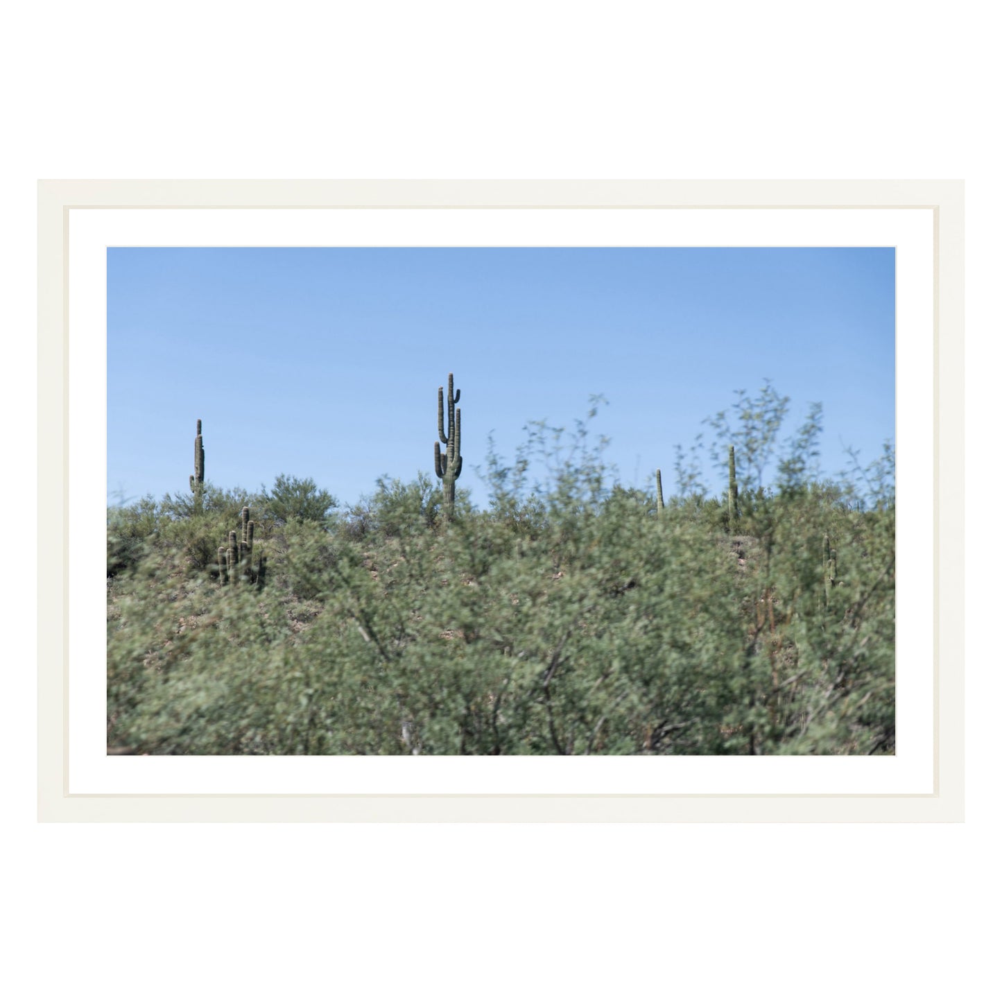 Photograph of field of cactus in Sedona, Arizona framed in white with white mat