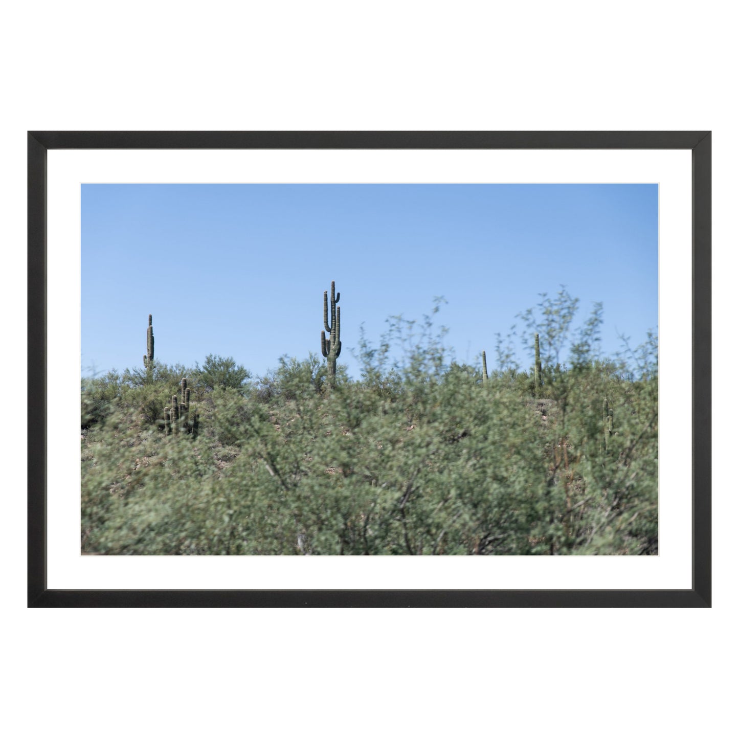 Photograph of field of cactus in Sedona, Arizona framed in black with white mat