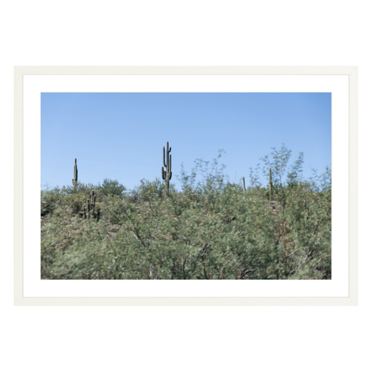 Photograph of field of cactus in Sedona, Arizona framed in white with white mat