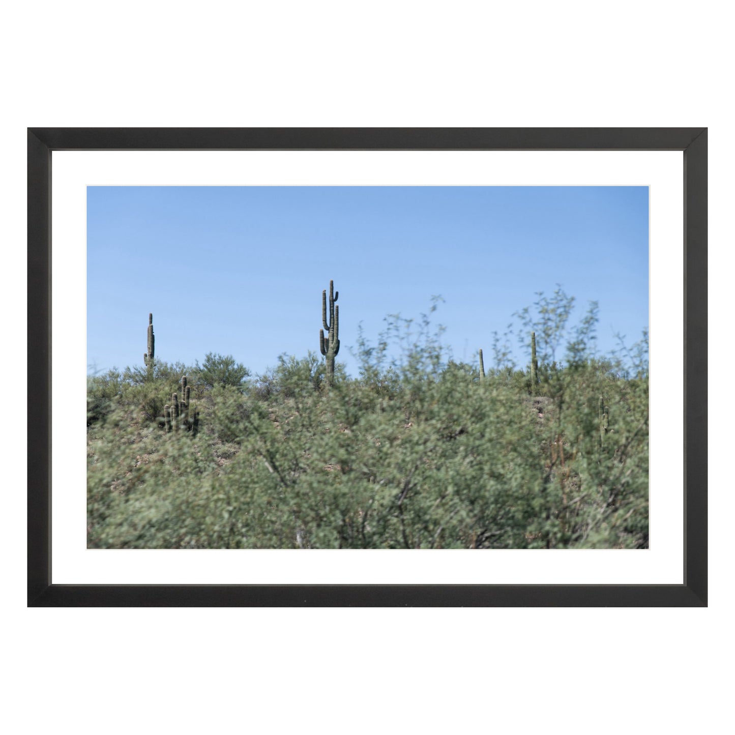 Photograph of field of cactus in Sedona, Arizona framed in black with white mat