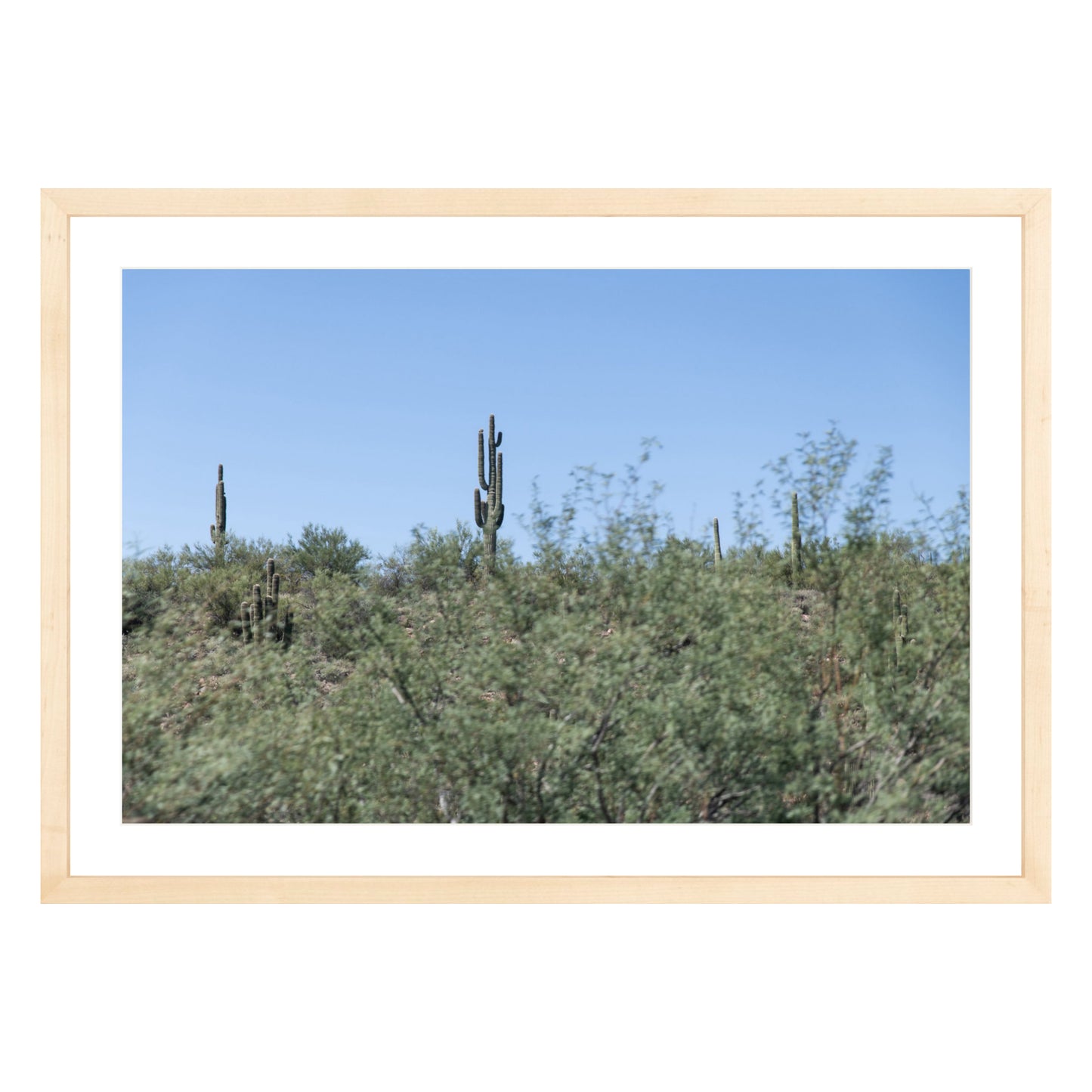 Photograph of field of cactus in Sedona, Arizona framed in natural wood with white mat