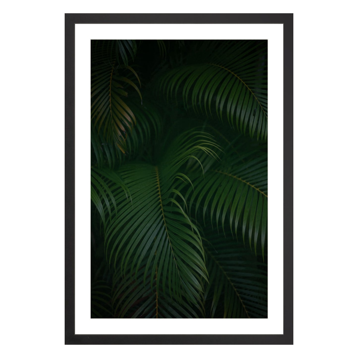 Photograph of palm branches at night in a black wood frame with white mat