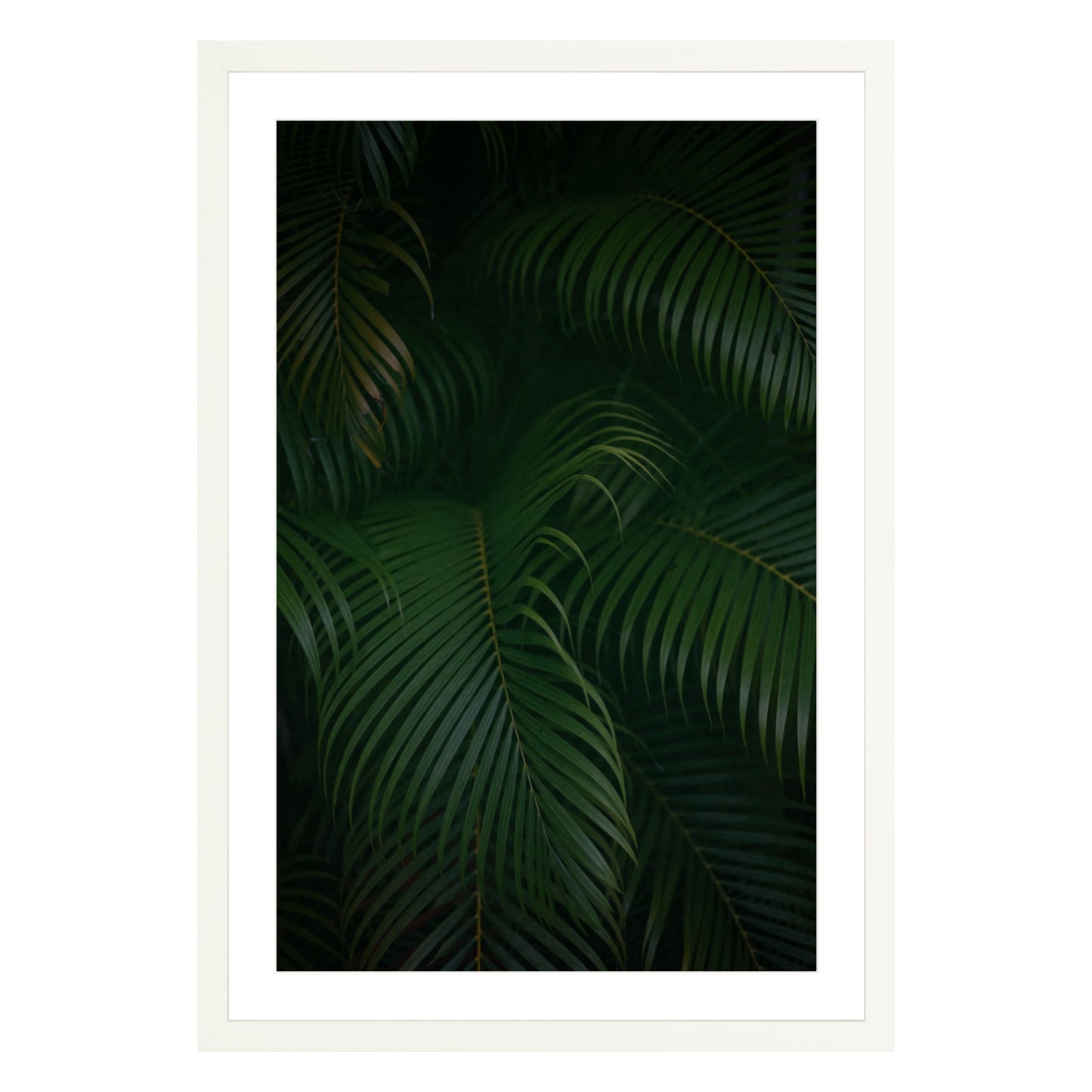 Photograph of palm branches at night in a white wood frame with white mat