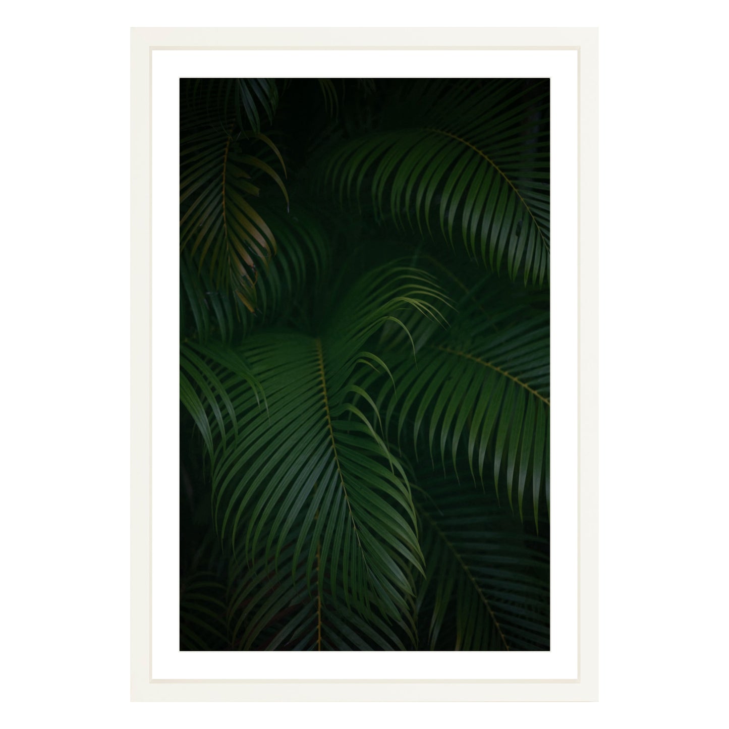 Photograph of palm branches at night in a white wood frame with white mat