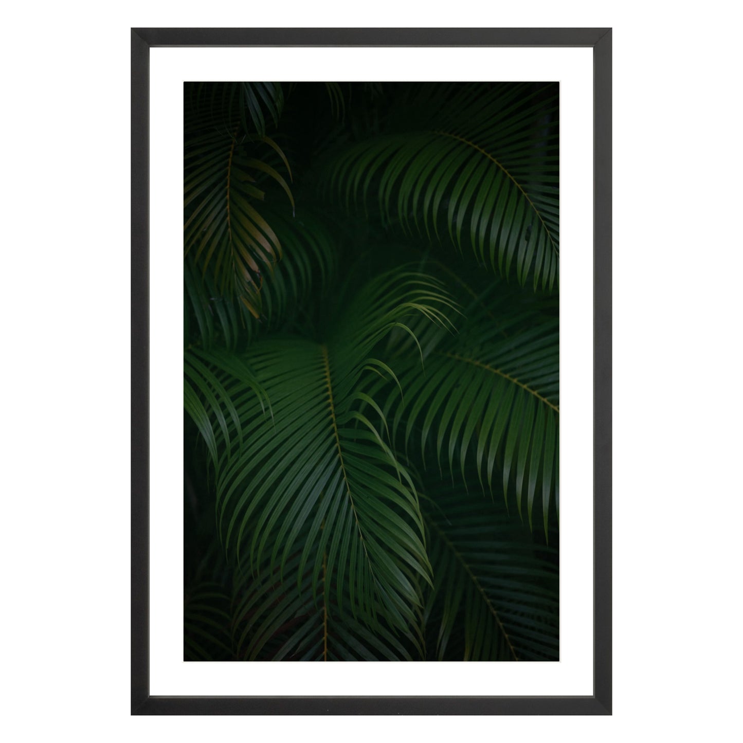 Photograph of palm branches at night in a black wood frame with white mat