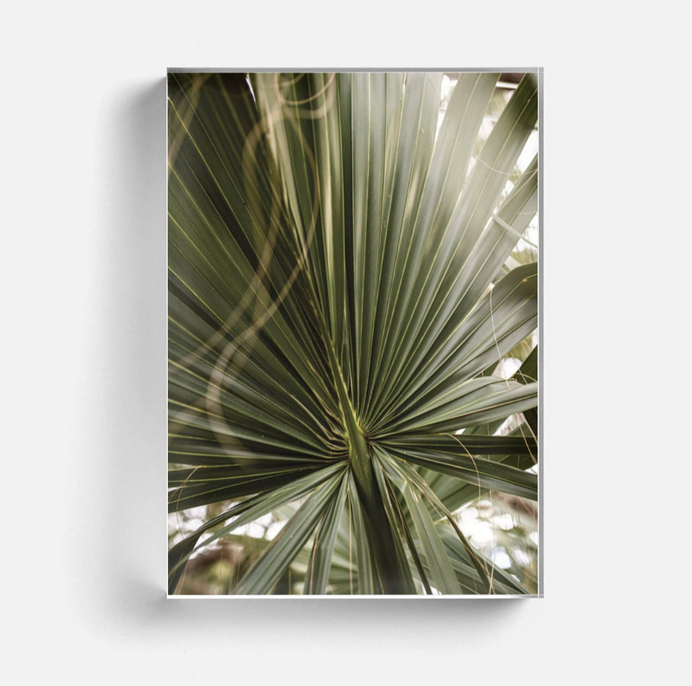Palm Acrylic Block