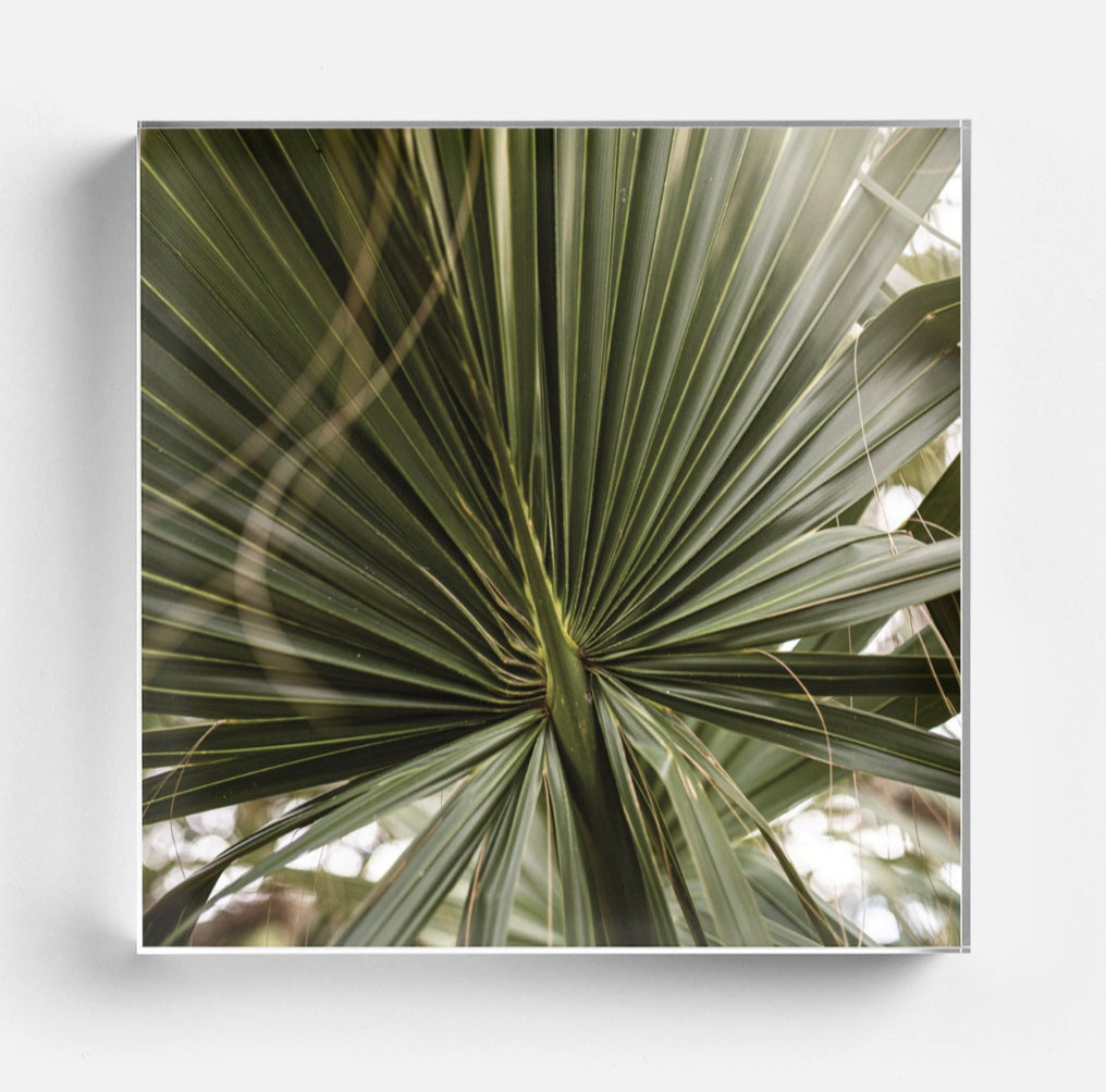 Palm Acrylic Block