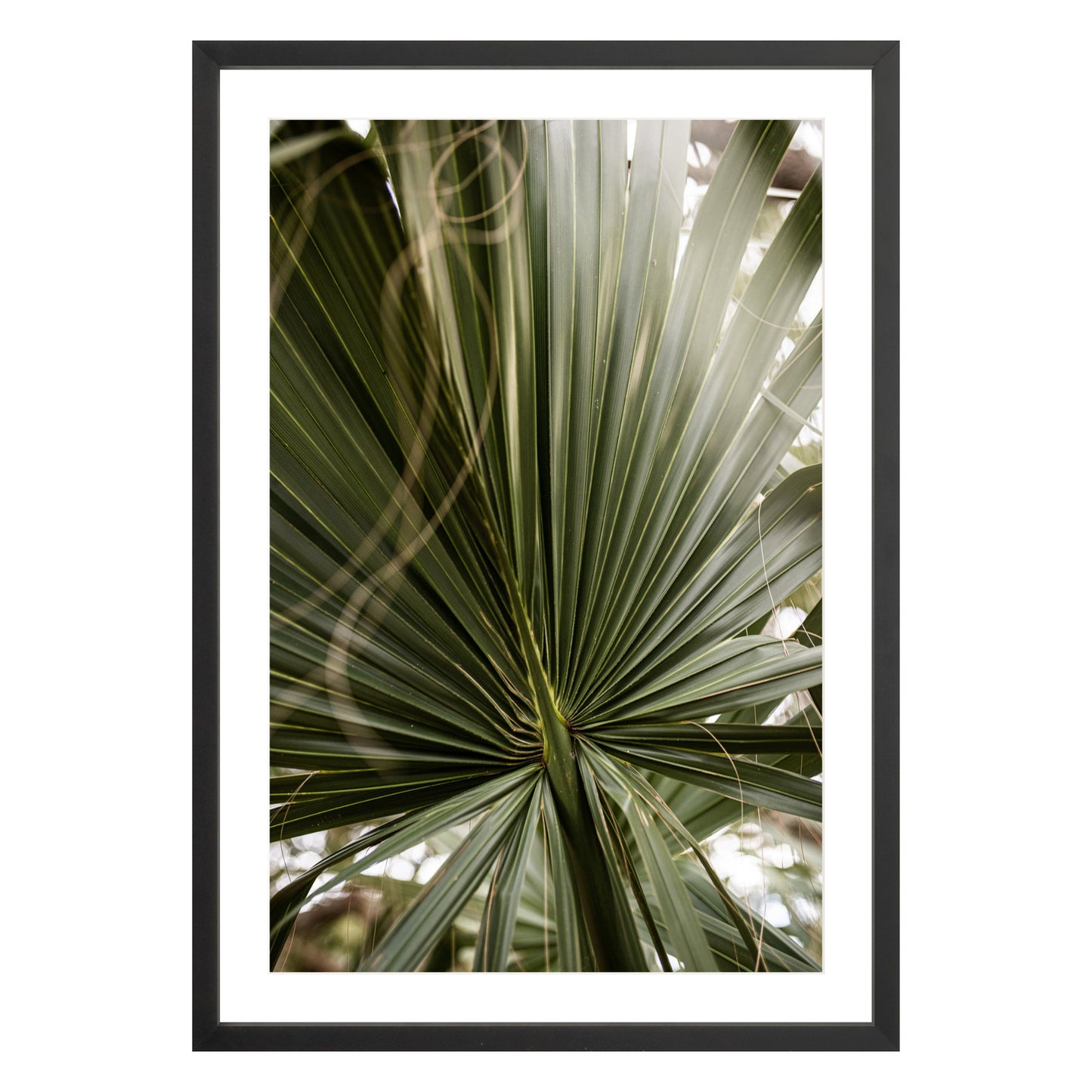 Photograph of a palm leaf close up in black frame with white mat