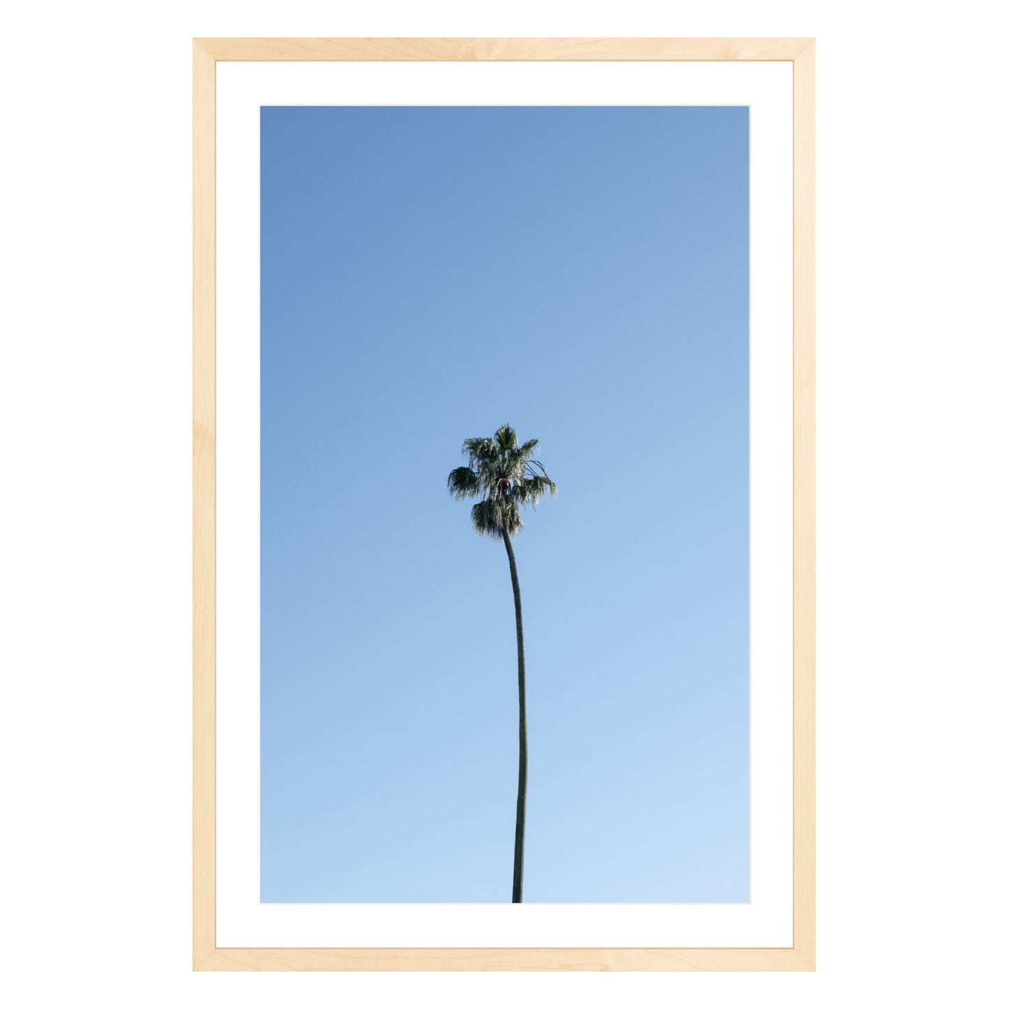 Photograph of single palm tree in front of blue sky in natural wood frame with white mat