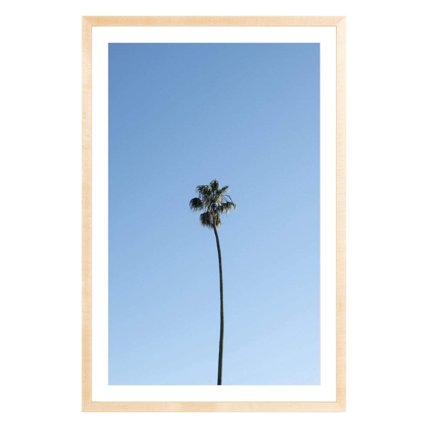 Photograph of single palm tree in front of blue sky in natural wood frame with white mat