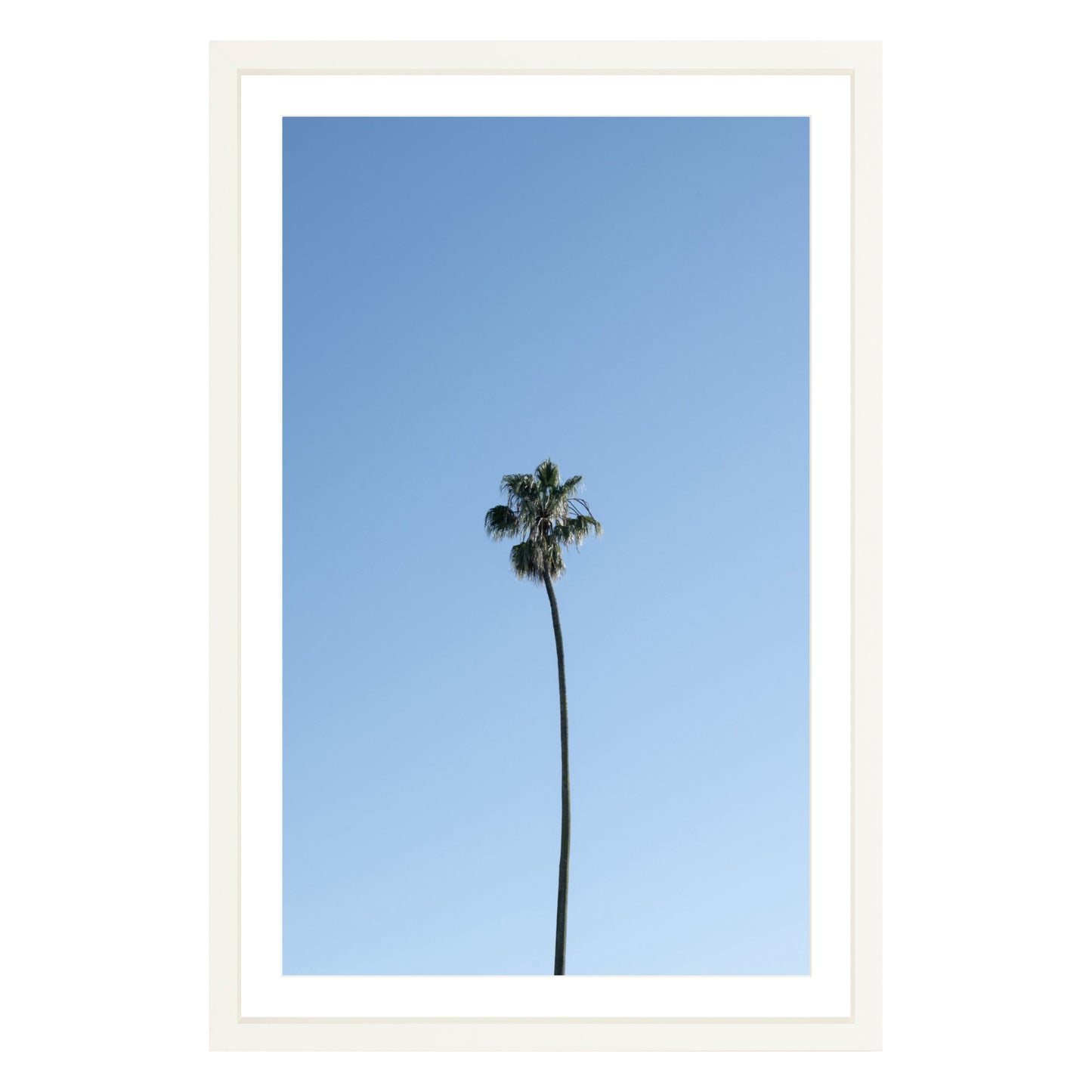 Photograph of single palm tree in front of blue sky in white frame with white mat