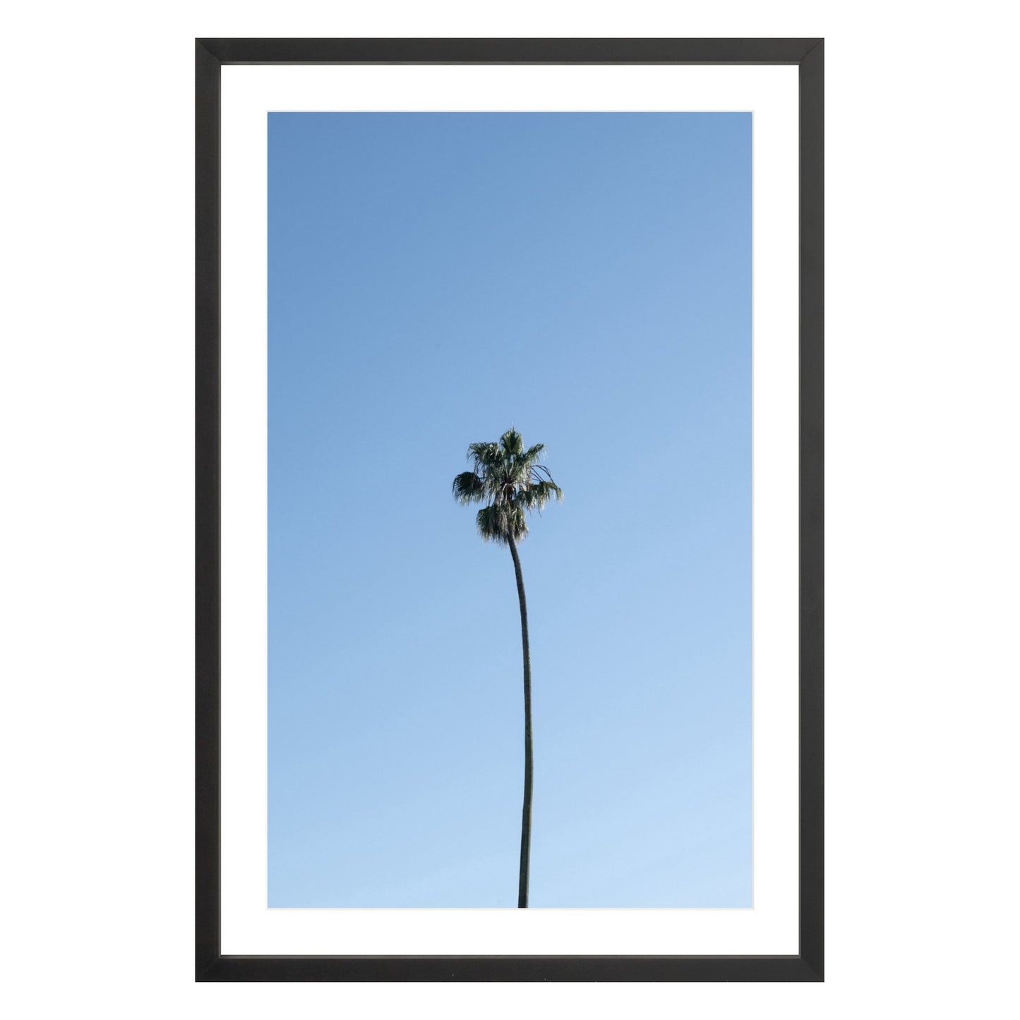 Photograph of single palm tree in front of blue sky in black frame with white mat