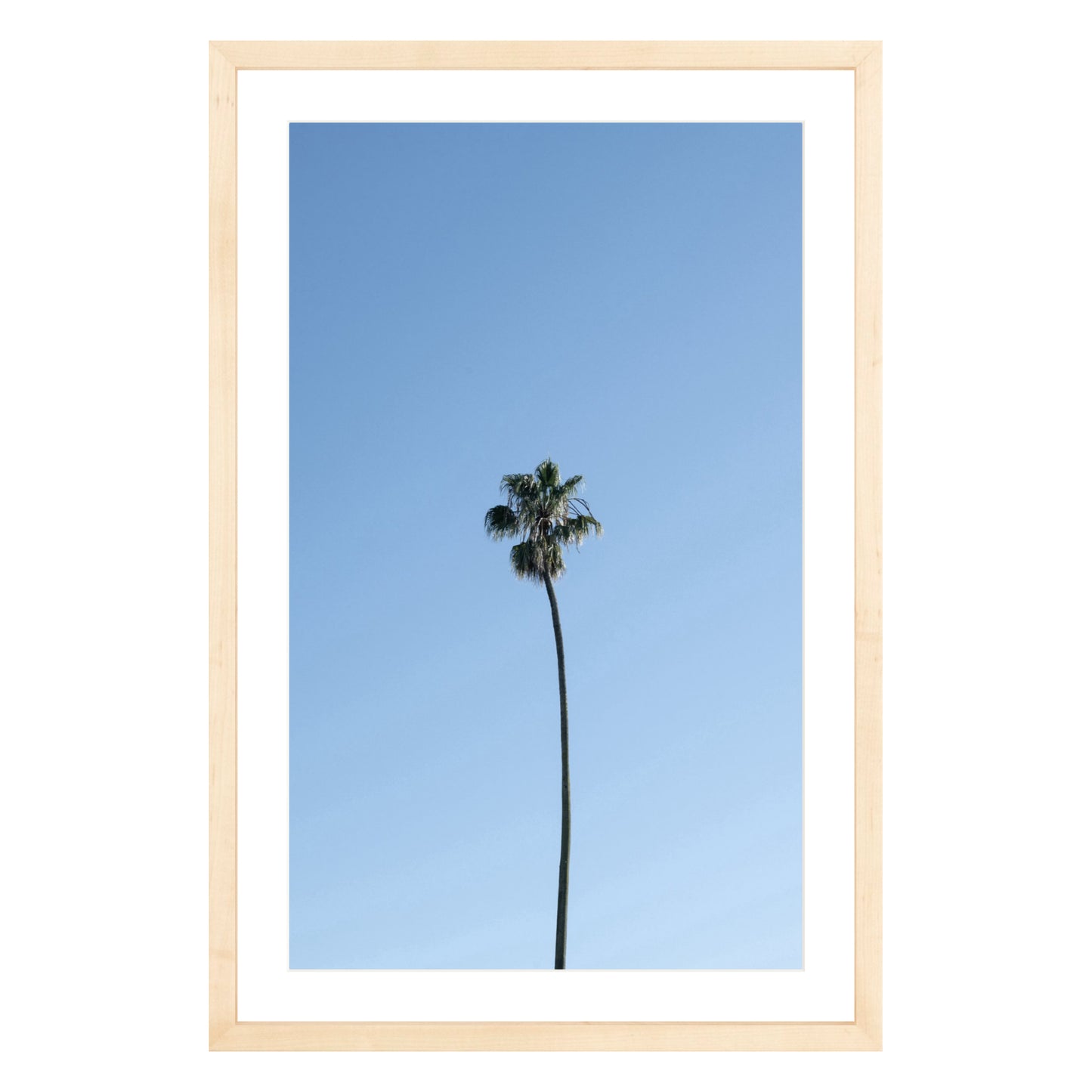 Photograph of single palm tree in front of blue sky in natural wood frame with white mat