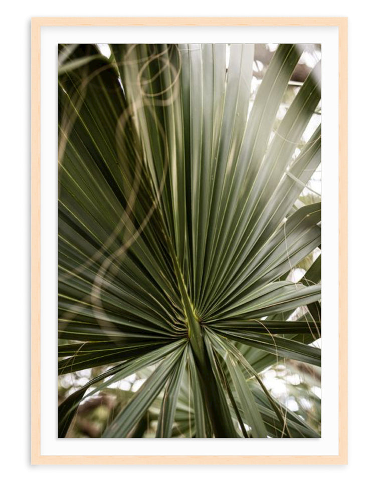 "Palm" is a photograph taken in the heart of Debordieu, South Carolina, by Charlotte based photographer, Amanda Anderson. 