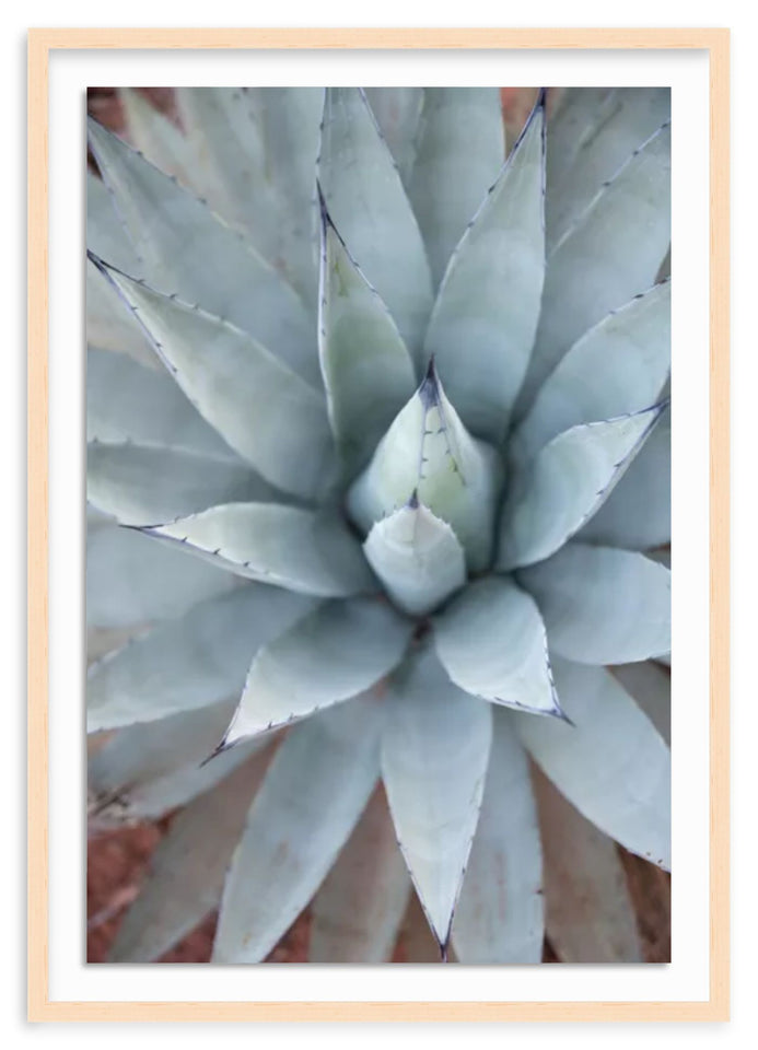 "Agave" was taken near Boynton Canyon in Sedona, Arizona. Photographer, Amanda Anderson, found the perfect agave plant for a portrait along one of Sedona's best hiking trails. 