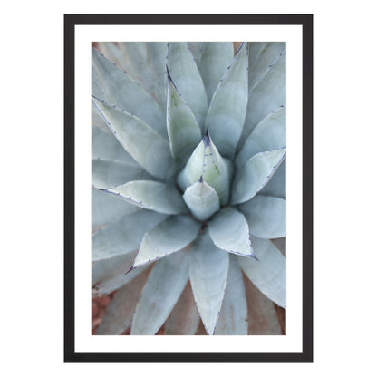 Photograph of agave plant framed in black with white mat