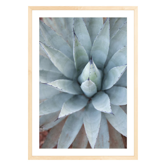 Photograph of agave plant framed in natural wood with white mat