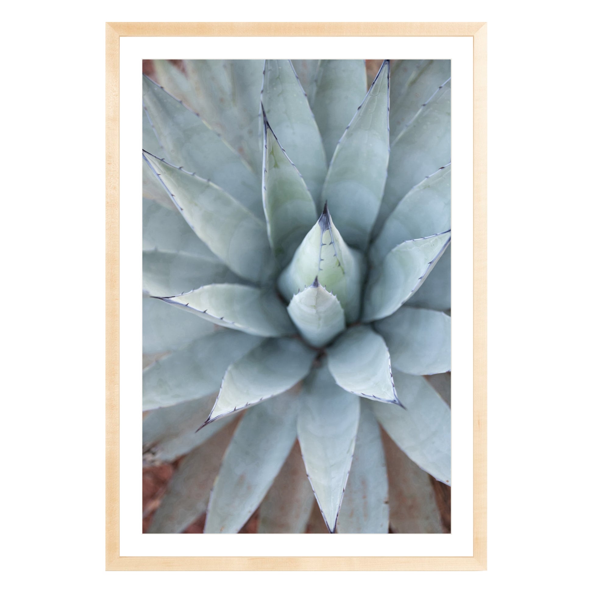 Photograph of agave plant framed in natural wood with white mat