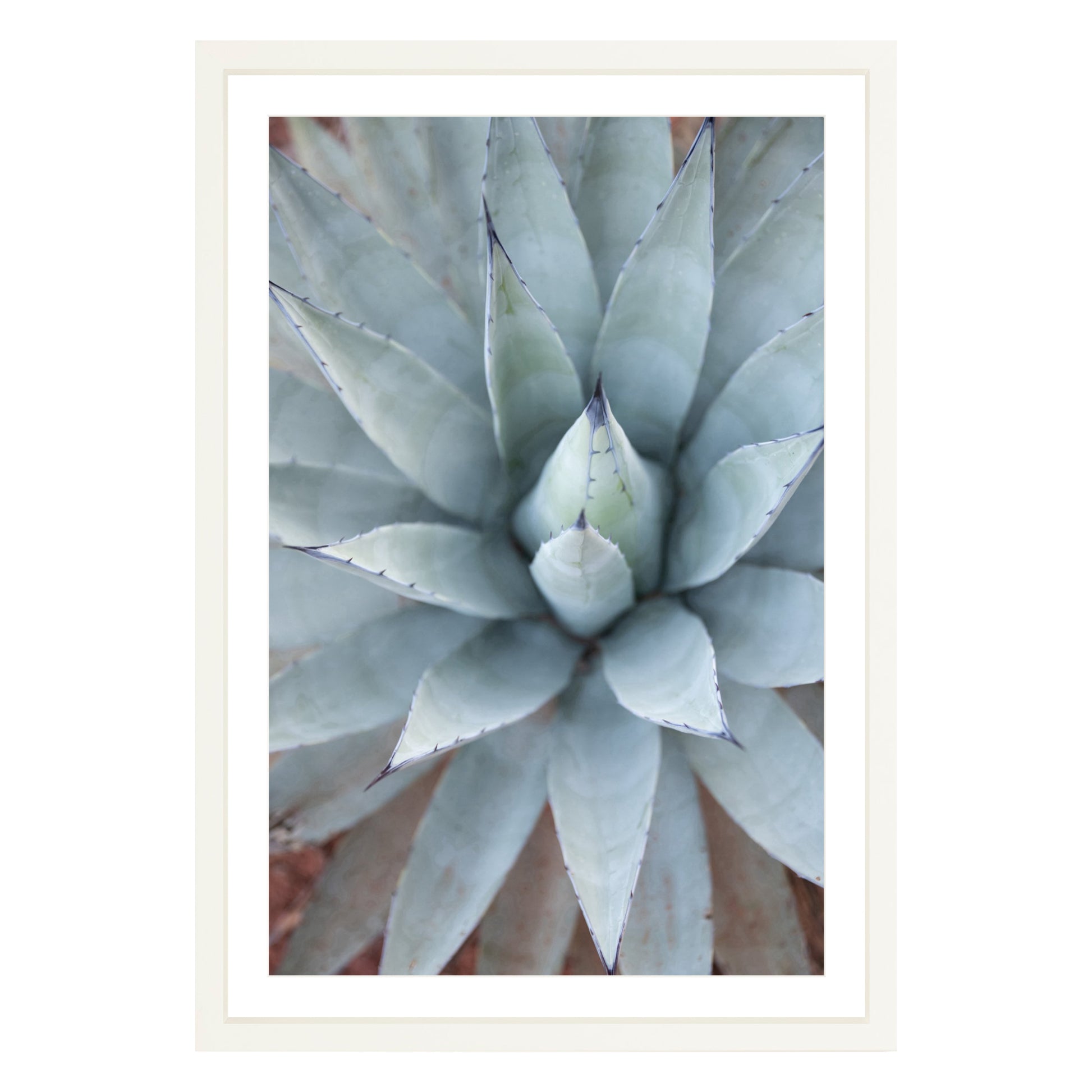 Photograph of agave plant framed in white with white mat