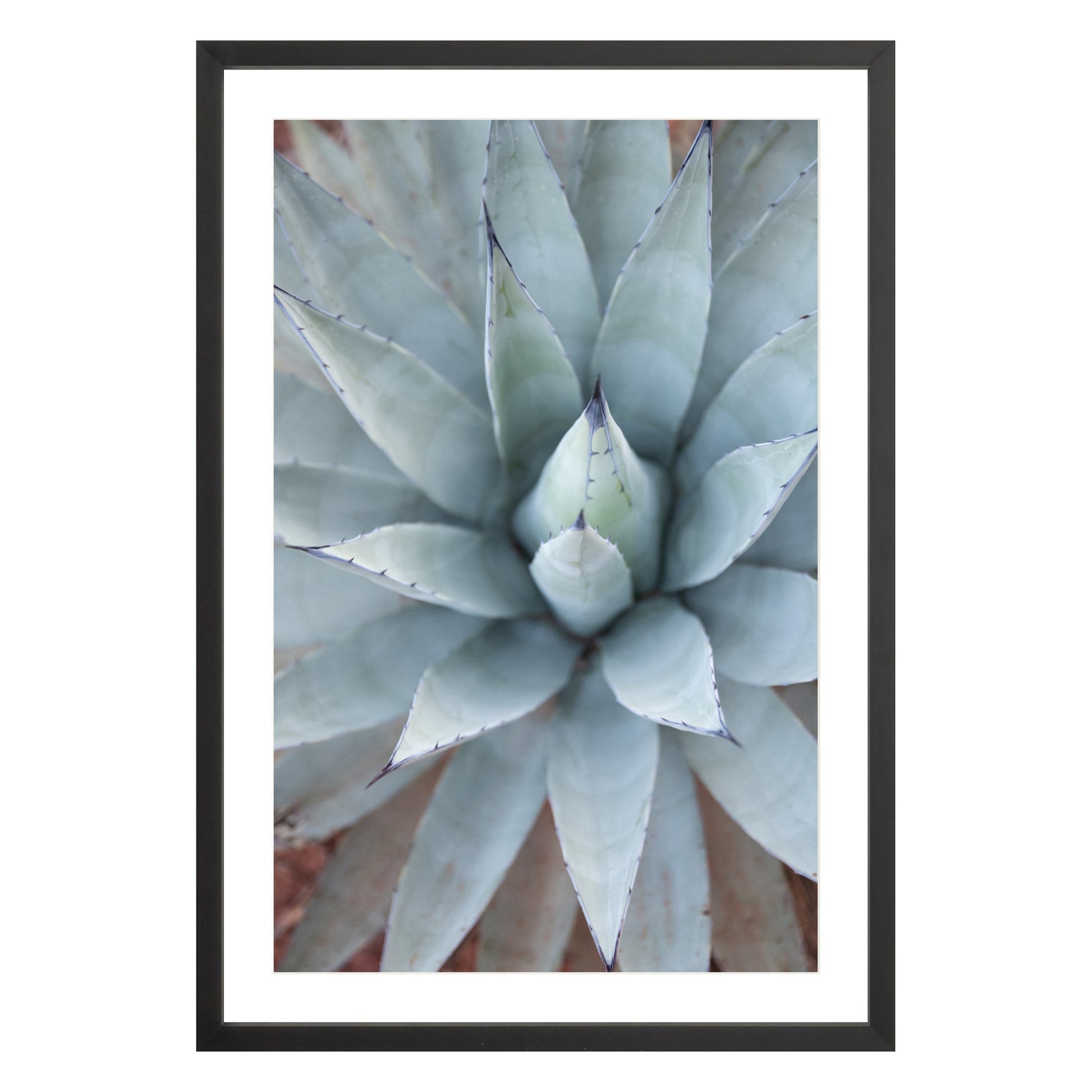 Photograph of agave plant framed in black with white mat