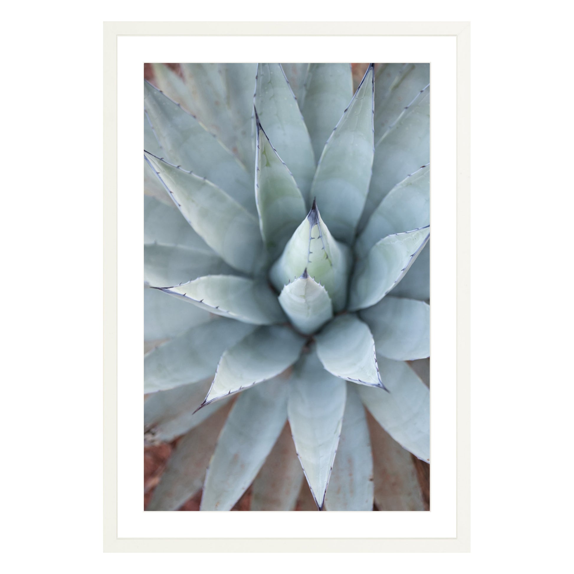 Photograph of agave plant framed in white with white mat