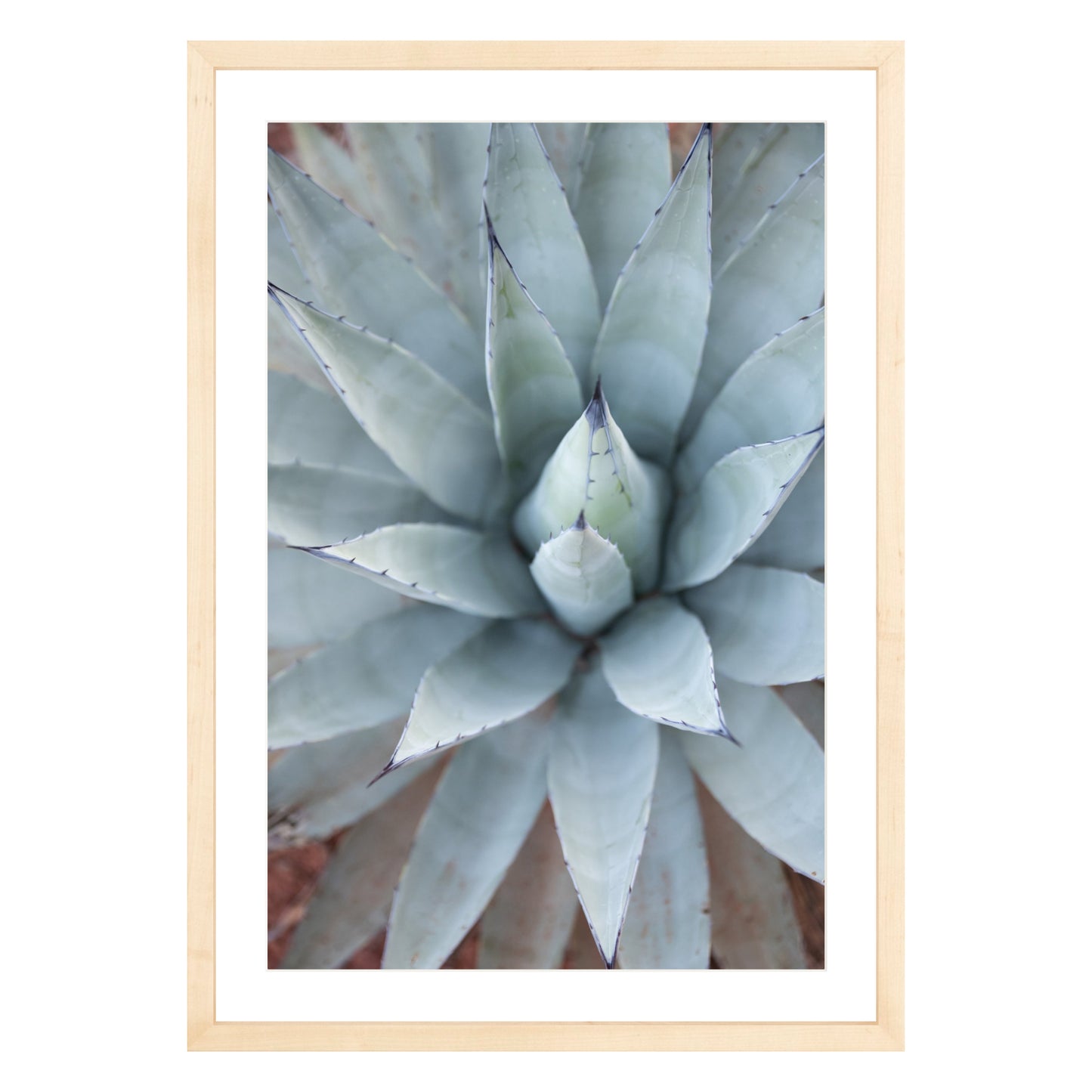 Photograph of agave plant framed in natural wood with white mat