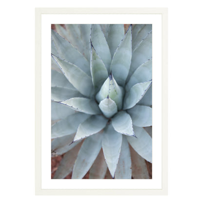 Photograph of agave plant framed in white with white mat