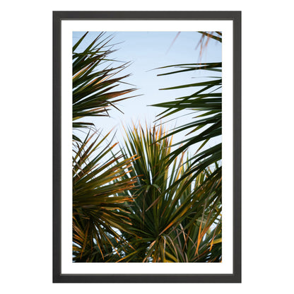 Photograph of beach palms in front of blue sky framed in black with white mat