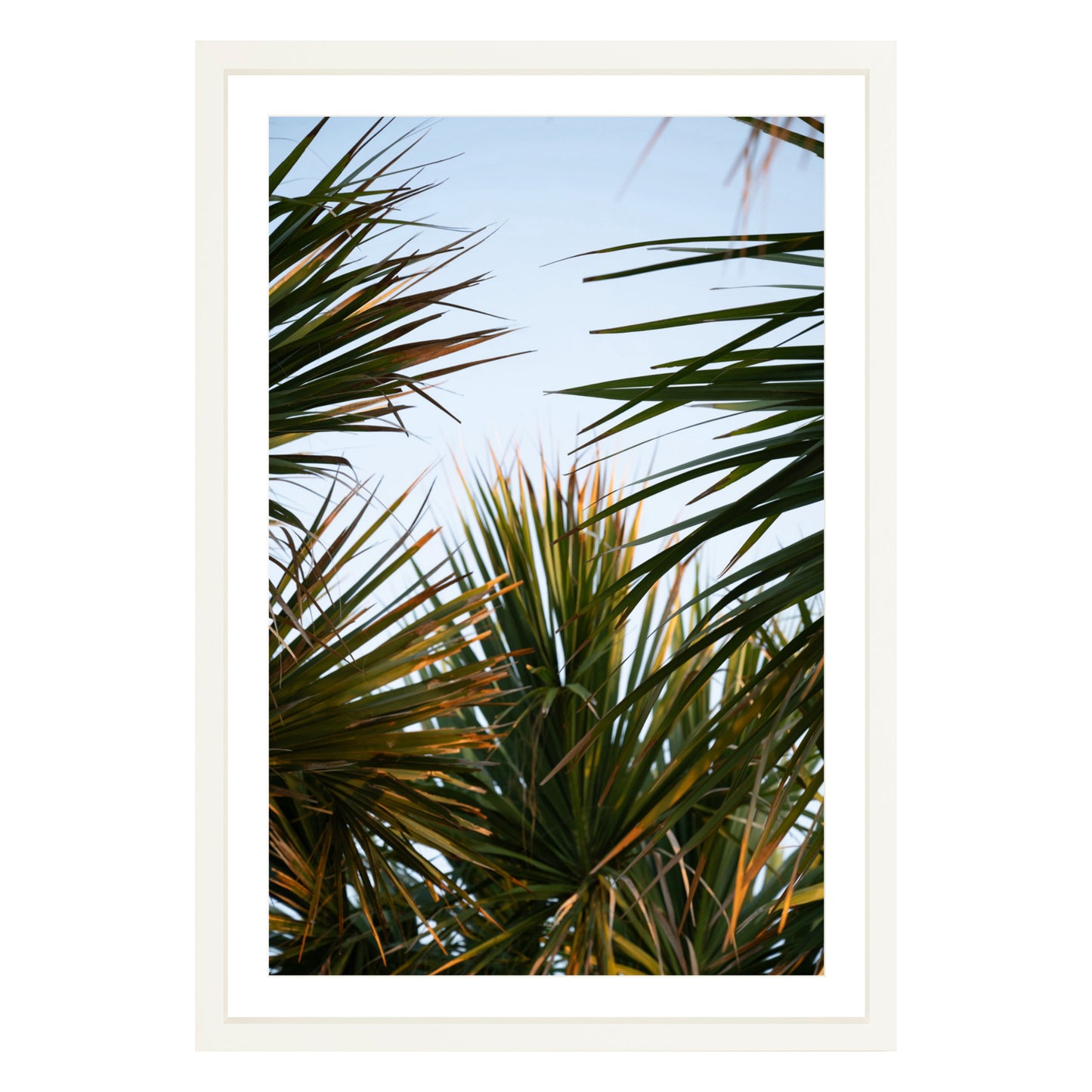 Photograph of beach palms in front of blue sky framed in white with white mat