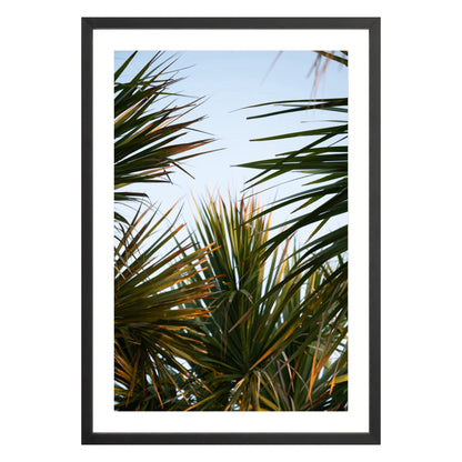 Photograph of beach palms in front of blue sky framed in black with white mat