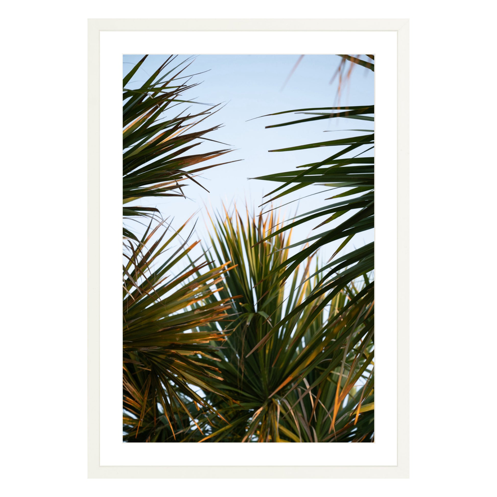 Photograph of beach palms in front of blue sky framed in white with white mat