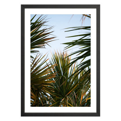 Photograph of beach palms in front of blue sky framed in black with white mat