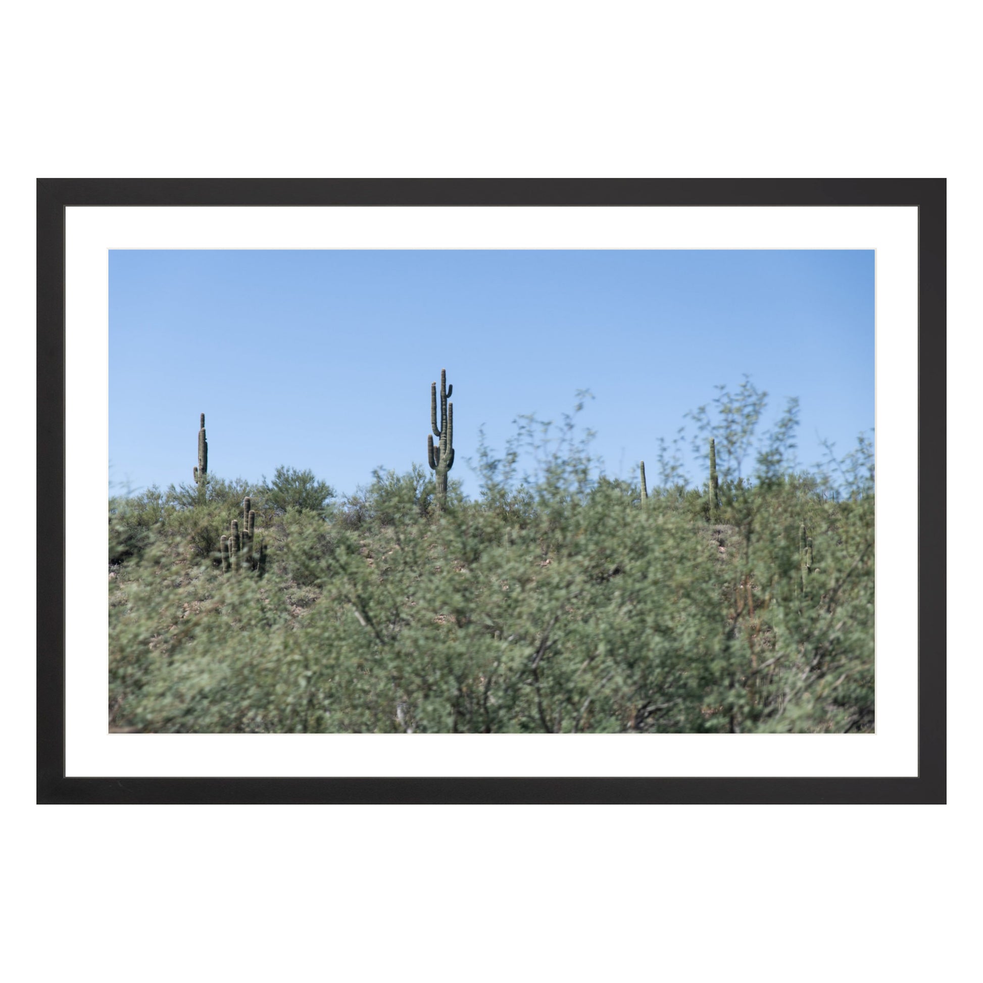Photograph of field of cactus in Sedona, Arizona framed in black with white mat