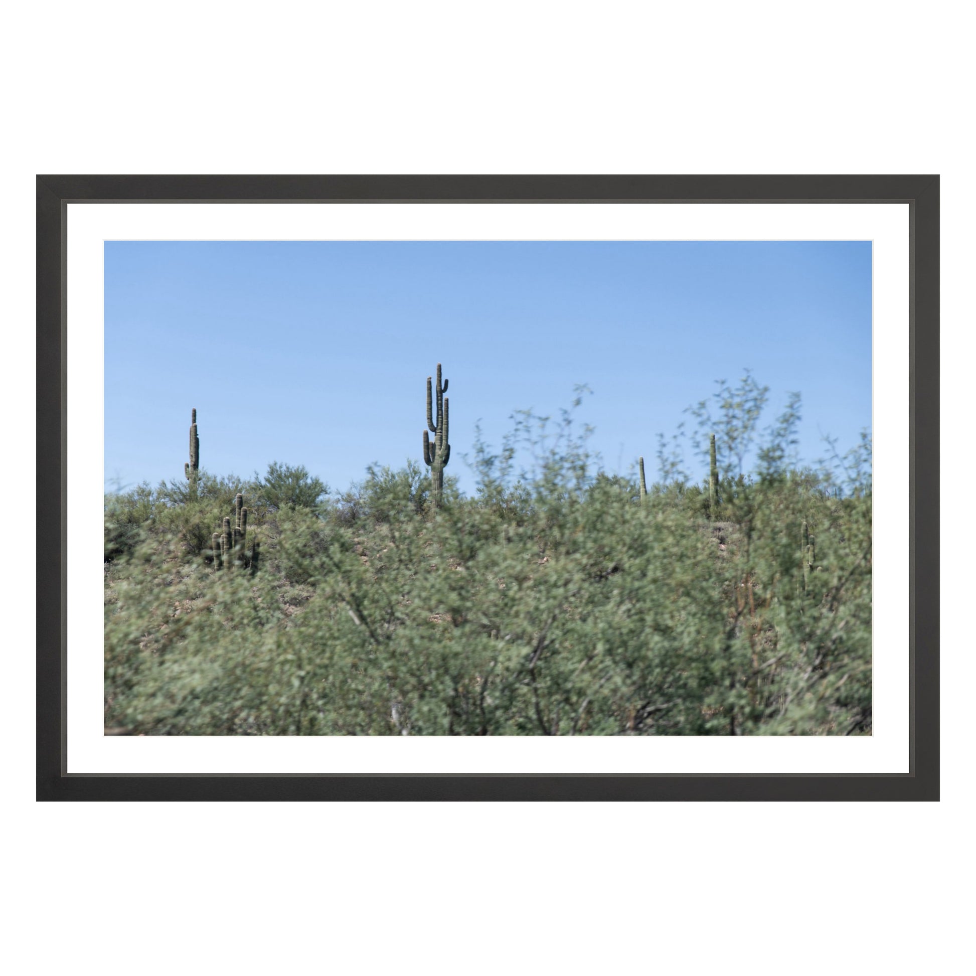 Photograph of field of cactus in Sedona, Arizona framed in black with white mat