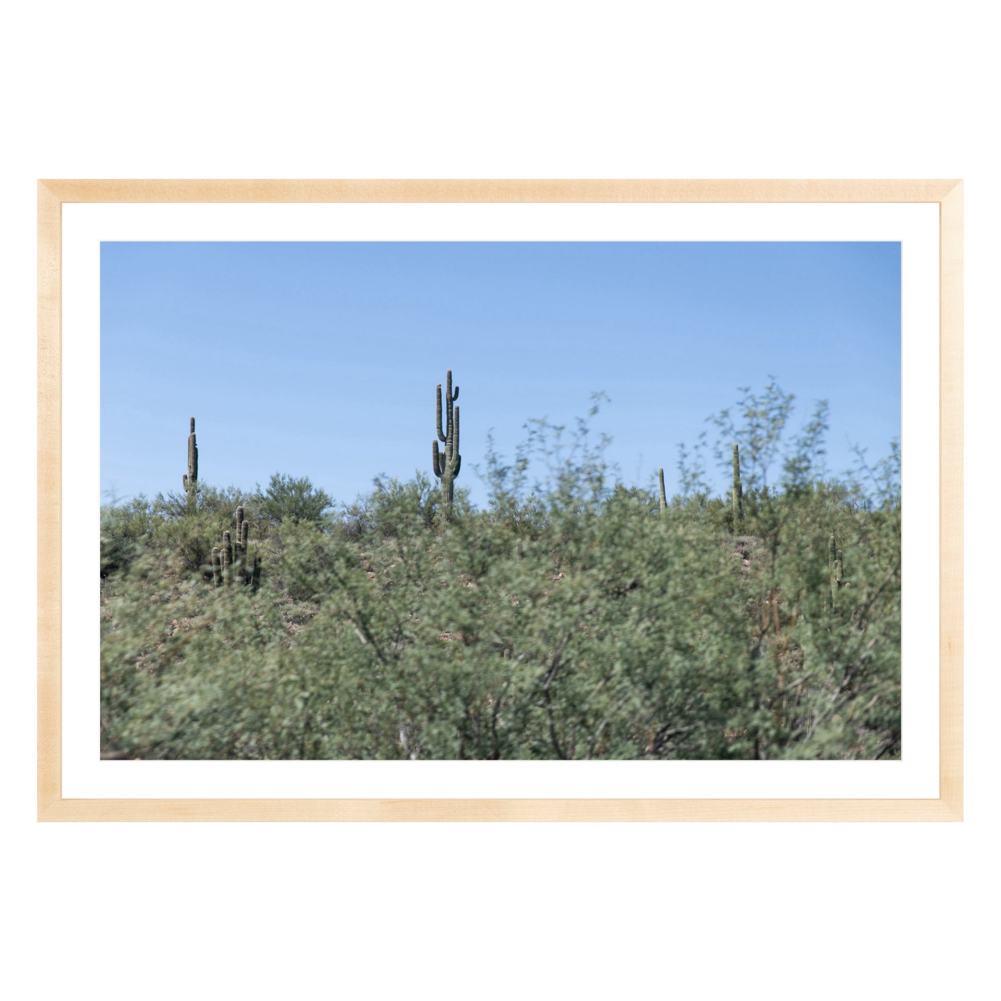 Photograph of field of cactus in Sedona, Arizona framed in natural wood with white mat