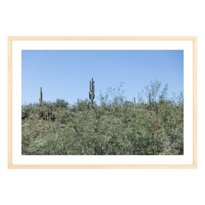 Photograph of field of cactus in Sedona, Arizona framed in natural wood with white mat