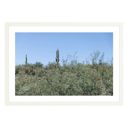 Photograph of field of cactus in Sedona, Arizona framed in white with white mat