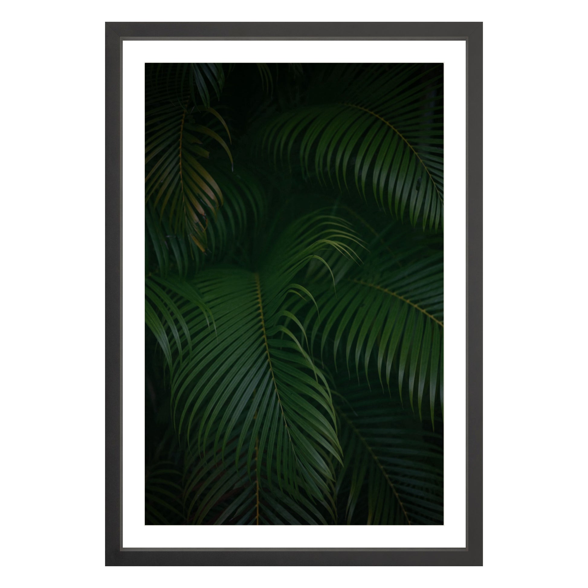 Photograph of palm branches at night in a black wood frame with white mat