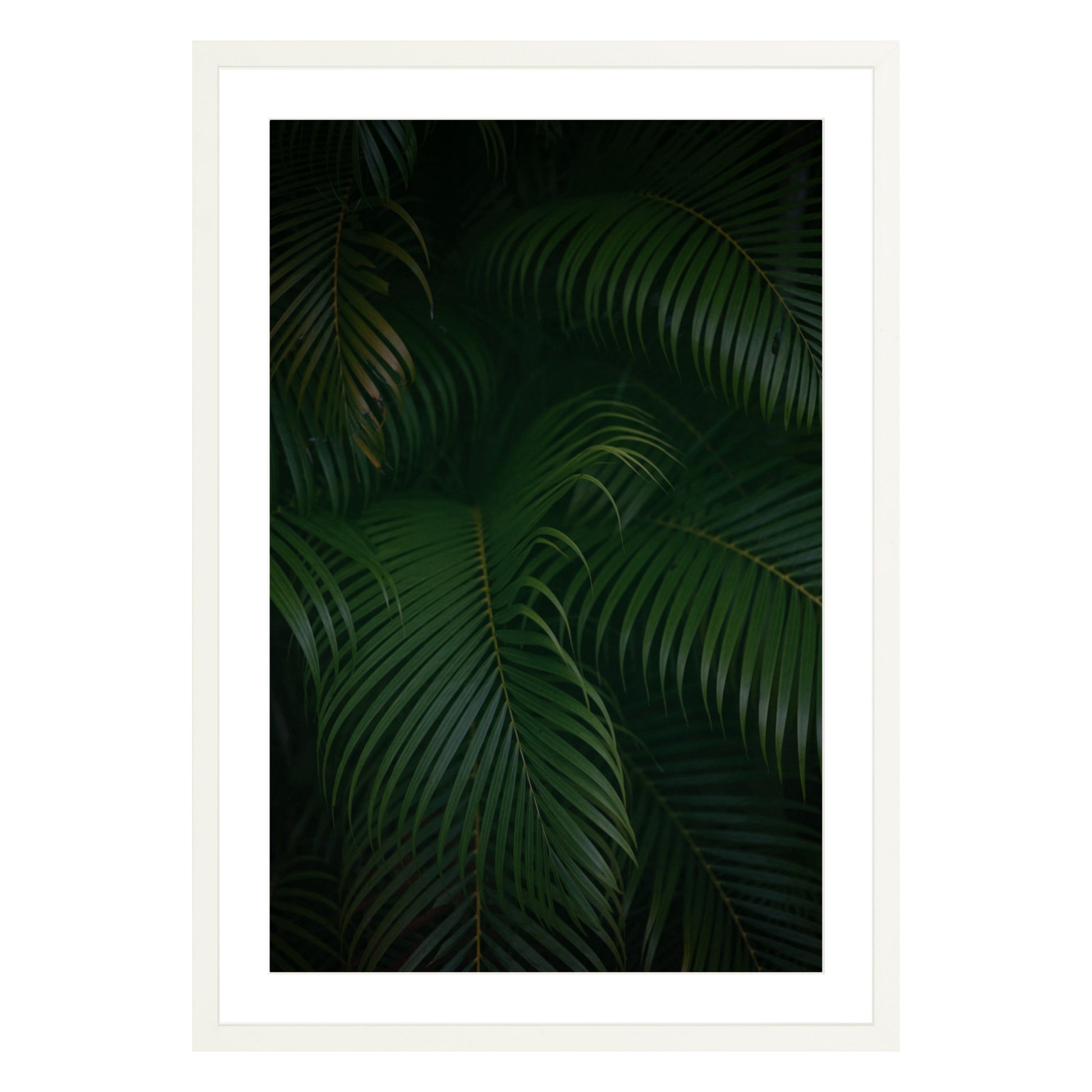 Photograph of palm branches at night in a white wood frame with white mat