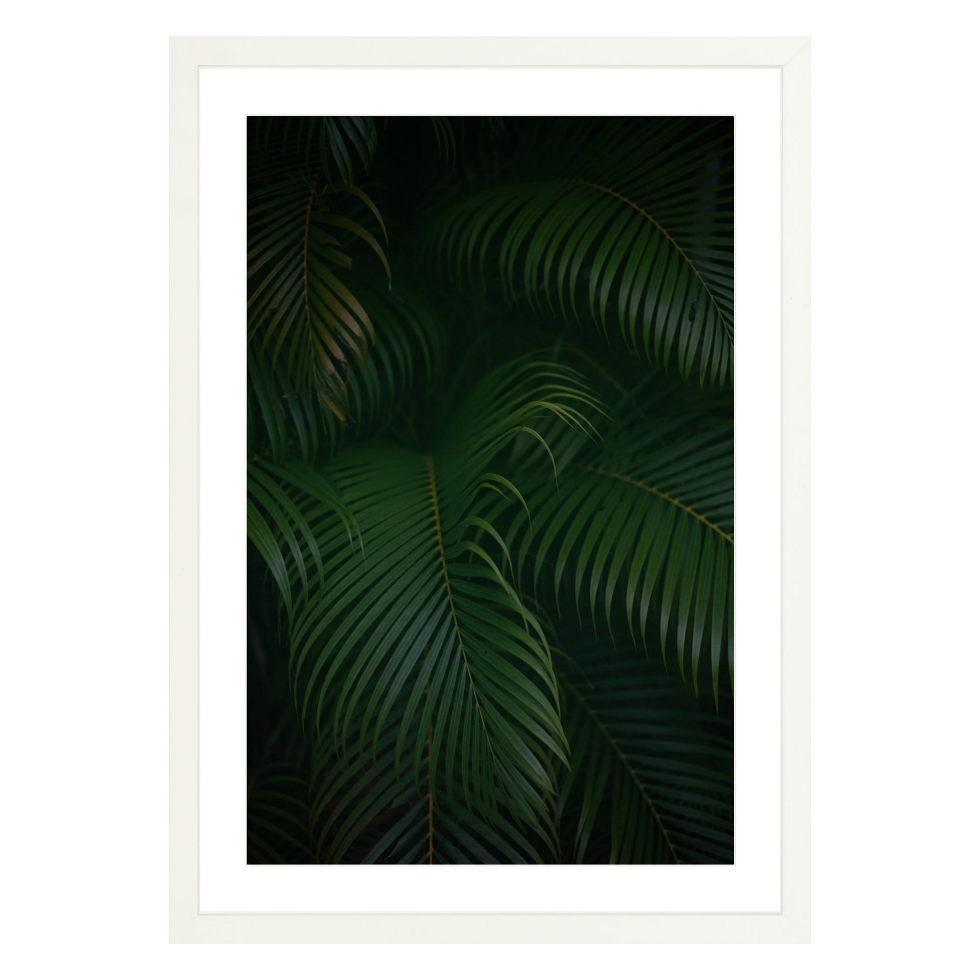 Photograph of palm branches at night in a white wood frame with white matPhotograph of palm branches at night in a white wood frame with white mat