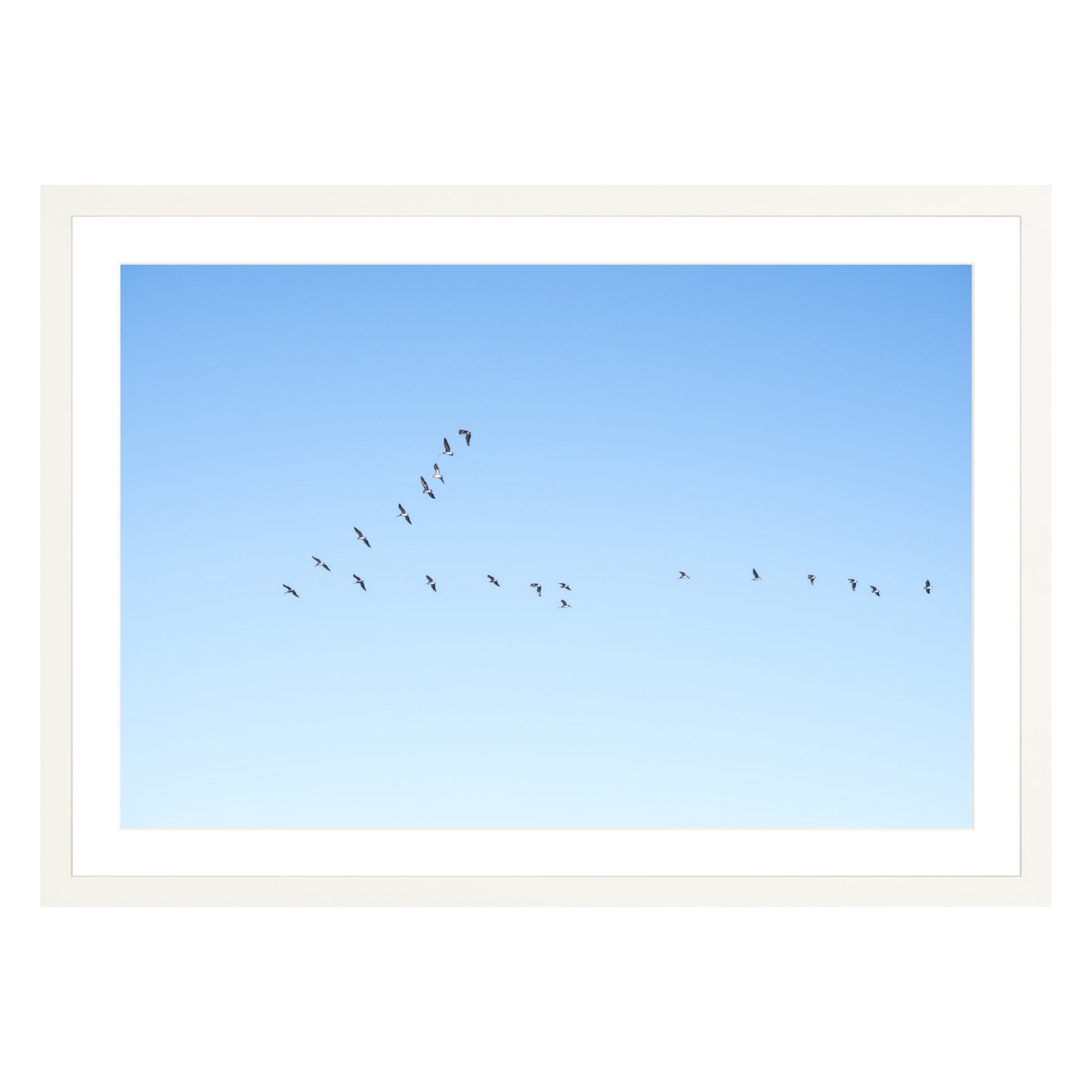 Photograph of birds in flying V shape in blue sky in white frame with white mat