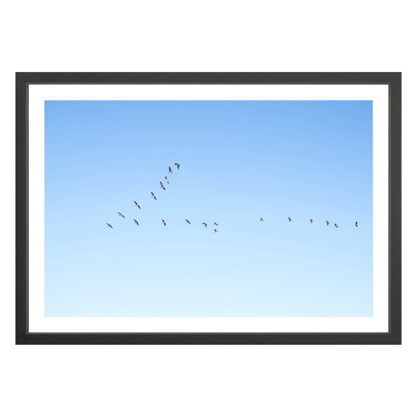 Photograph of birds in flying V shape in blue sky in black frame with white mat