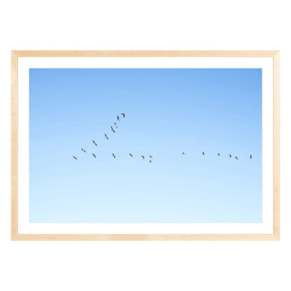 Photograph of birds in flying V shape in blue sky in natural wood frame with white mat