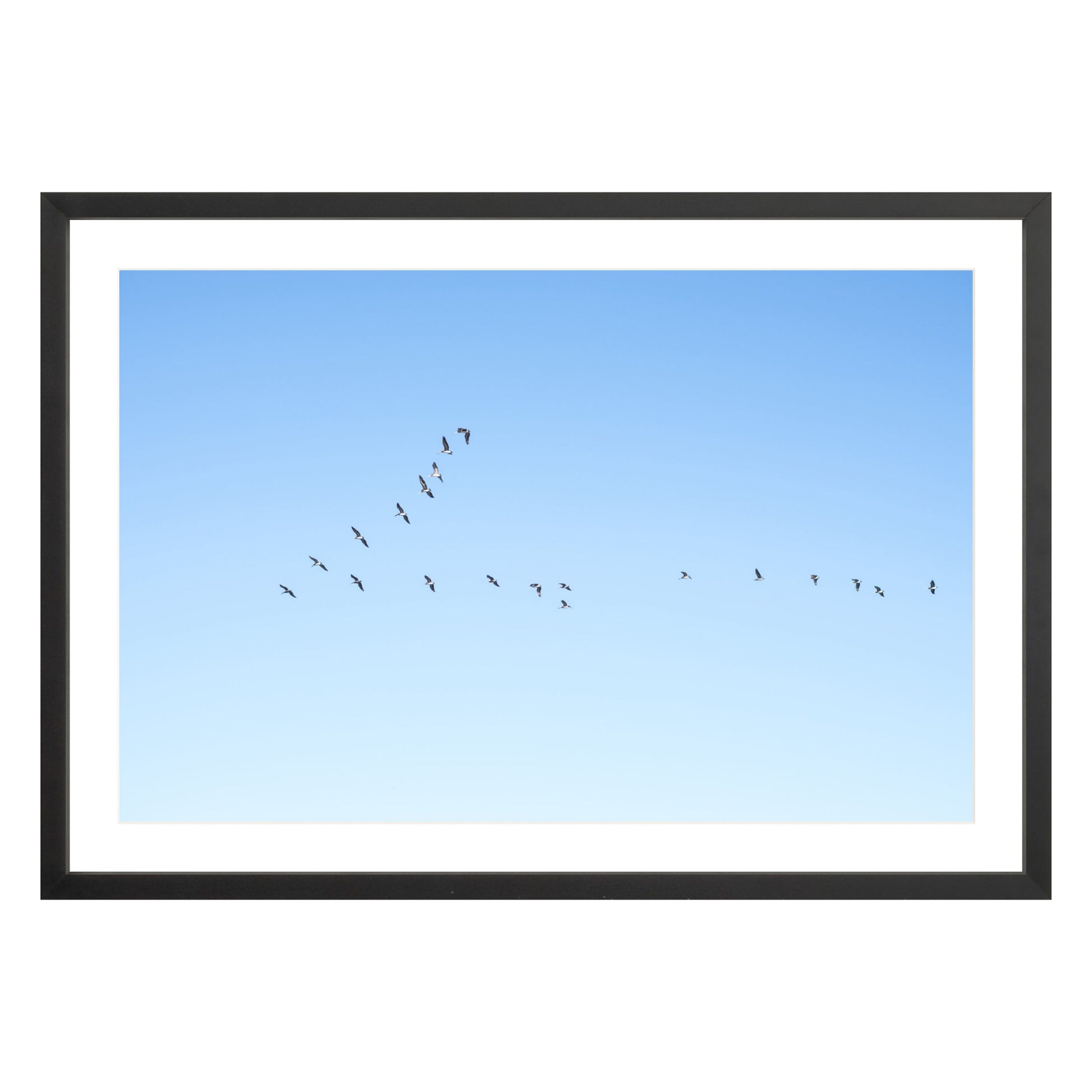 Photograph of birds in flying V shape in blue sky in black frame with white mat