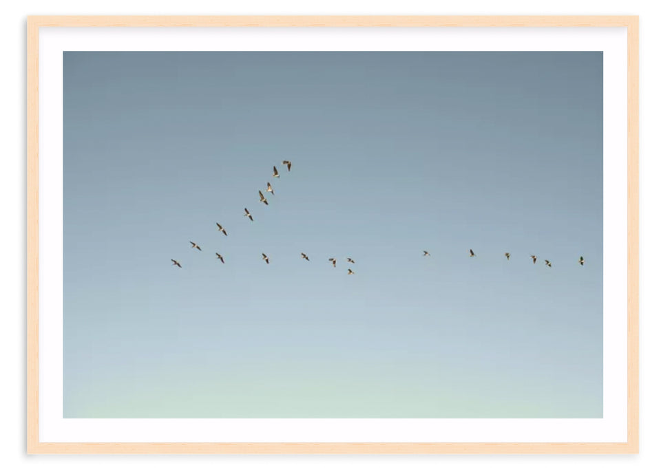 "Flying V" is for the lovers of all things simple and clean when it comes to interior design. Amanda Anderson captured this flock of pelicans flying in the perfect V formation above the San Francisco Bay in California. 