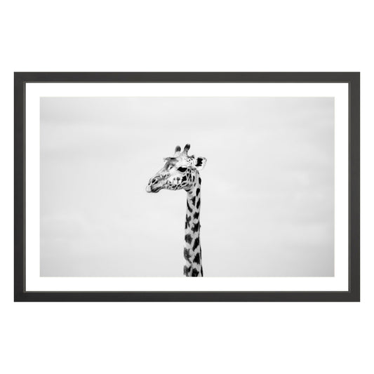 Black and white photograph of a giraffe in black frame with white mat