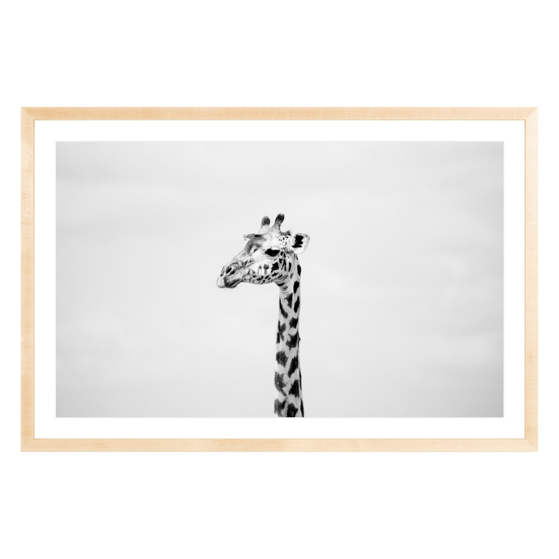 Black and white photograph of a giraffe in natural wood frame with white mat