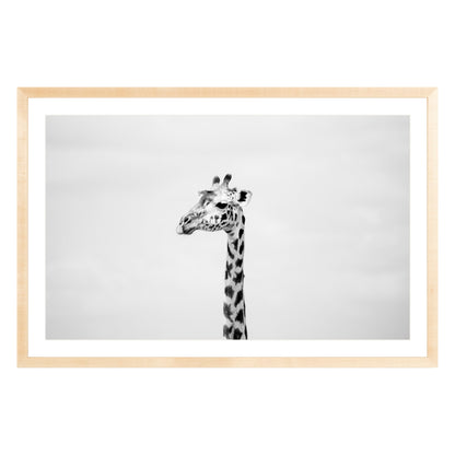 Black and white photograph of a giraffe in natural wood frame with white mat